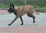 Pies Służby Celno-Skarbowej wyczuł zapach akcyzowej kontrabandy i biegnie w jej stronę. 