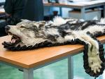 Fotografia przedstawia wyprawioną skórę wraz z otwartym pyskiem wilka szarego ułożoną na stole