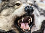 Fotografia przedstawia otwarty pysk wyprawionego wilka szarego