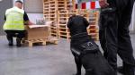 Pies rasy labrador z obrożą oznaczoną Służba Celno-Skarbowa. W tle funkcjonariusz Służby Celno-Skarbowej wykonujący czynności kontrolne.