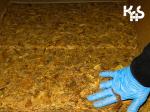 Dłoń funkcjonariusza KAS w niebieskiej rękawiczce ochronnej dotyka sprasowany susz tytoniowy.