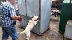 na placu targowym, mężczyzna trzyma na smyczy psa, który obwąchuje kontener bazarowy, w tle stoisko z bielizną damską