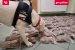pies-funkcjonariusz obwąchuje leżące na ziemi paczki z tytoniem