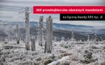 Krajobraz górski, śnieg i połamane drzewa, obok napis: 269 przedsiębiorców ukaranych mandatami na łączną kwotę 435 tys. zł.