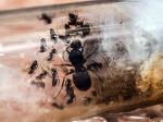 Ujawnione przez funkcjonariuszy KAS szklane próbówki z mrówkami.